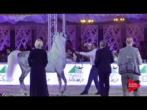 N.282 HASSAN ASHIRAF - Asharqia Classic 2018