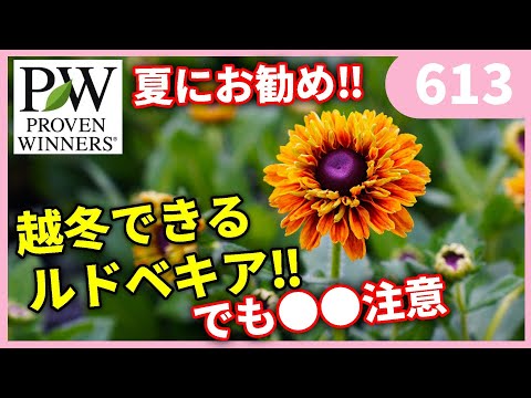 ブライト ルドベキア、ブライト ルドベキア、ルドベキア フルギダ