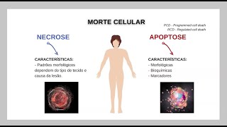1 Aula Morte Celular - Apoptose PARTE I - PAG808 2021