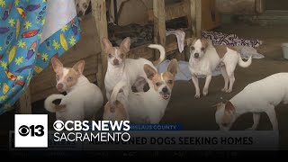 Abandoned Chihuahuas found in Modesto in need of foster homes