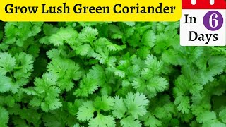 How to grow Coriander from seeds