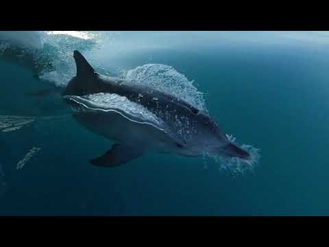 Dolphins escort Wavedancer to Port