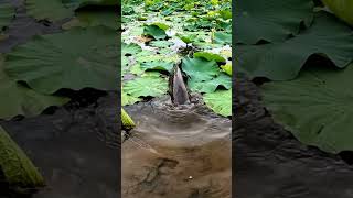 Download lagu 🐠 OMG! You Won't BELIEVE This Fish Bite! 🎣 #fishing #fishbite mp3