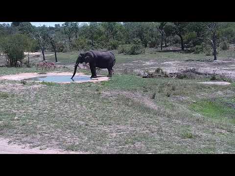 Djuma: Elephant starting Impala drinking at the pan - 10:48 - 11/16/21