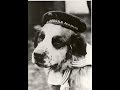 Bamse Legendary Sea Dog Montrose Scotland Mini Documentarty