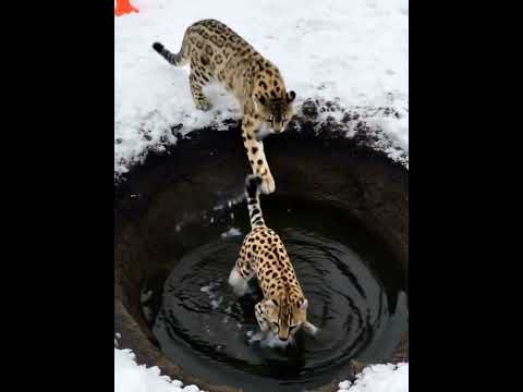 Leopard Saves AI Fail  #animals #aifails #runway #funny