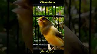 Download lagu Pancingan kenari malas bunyi mp3 Download lagu Pancingan kenari malas bunyi mp3