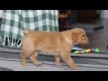 Golden Retriever dogs for sale: Ramco - Video 1