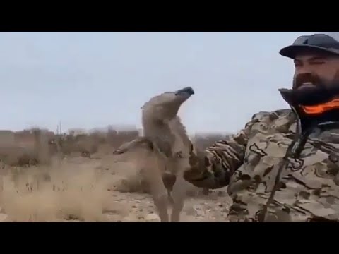 IOV - | Little Piglet Fights Back |