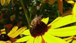 Der Mai von Rolf Zuckovski (cover)