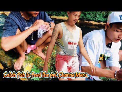 River Expedition‼️Find Fish for Pet Channa Maru Feed
