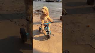 Download lagu Aw Aw Aw π³ #dog #dogsdaily mp3 Download lagu Aw Aw Aw π³ #dog #dogsdaily mp3