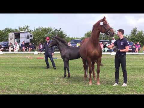 Holsteiner Fohlenschau Föhr 2023 | HF | Cornet Obolensky – Plot Blue | ZG Rörden