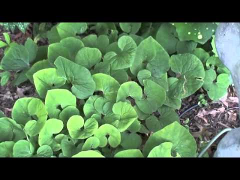 Asarum canadense wild ginger