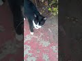Angry Tuxedo Cat