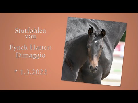 Nr 02 SF von Fynch Hatton x Dimaggio