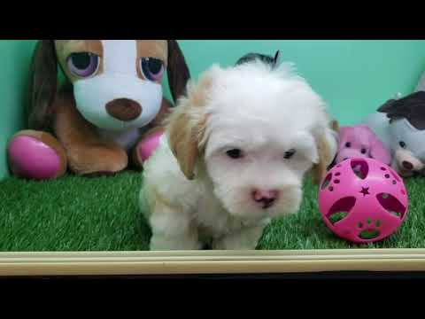 Maltipoo Puppy- Male- Reiley