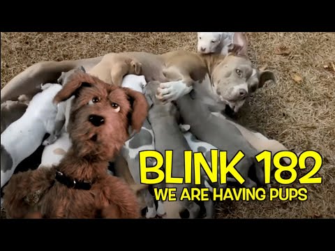 BLINK 182 "WE ARE HAVING PUPS" - THE UNDERDOGS SHOW