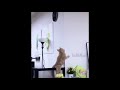 Cat Jumps But Fails And Lands On Its Balls