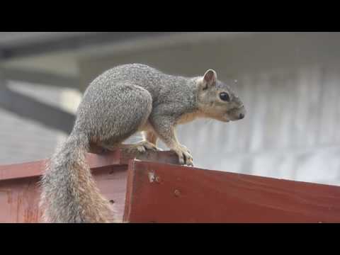 nature in my backyard episode 232 (HD)