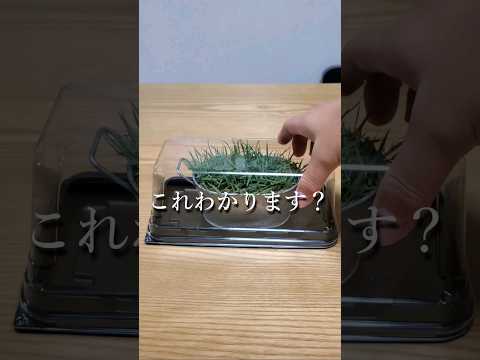 ベランダの植物が地面に落ちるのを防ぐためのヒント