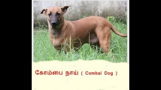 Combai Dog or Kombai dog (கோம்பை நாய் )- Pride  of Tamilnadu