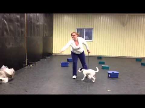 Capone scent work at 15 weeks old