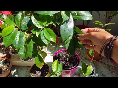 Плюмерия, азалия, гуанабана, аморфофаллус и другие растения