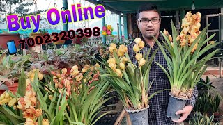 Beautiful Orchid|📱7002320398|Buy Online|Orchid Flowers|@moonlightassam2951