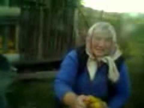 La recoltat de porumb in Dobrocina Salaj