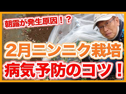 ニンニクやその他の効果的な自然療法を使って鶏の駆虫をする方法：ヒント  庭園