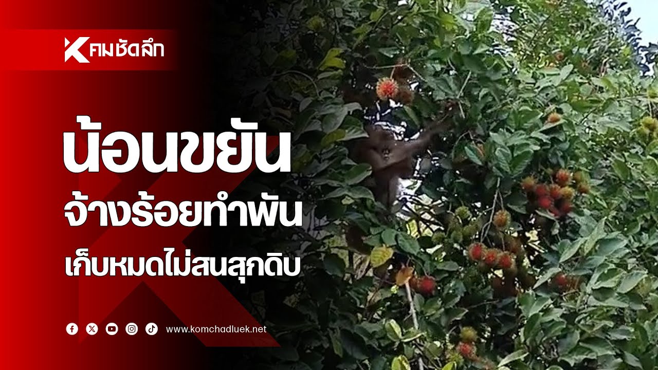 น้อนขยัน จ้างร้อยทำพัน เก็บหมดไม่สนสุกดิบ
