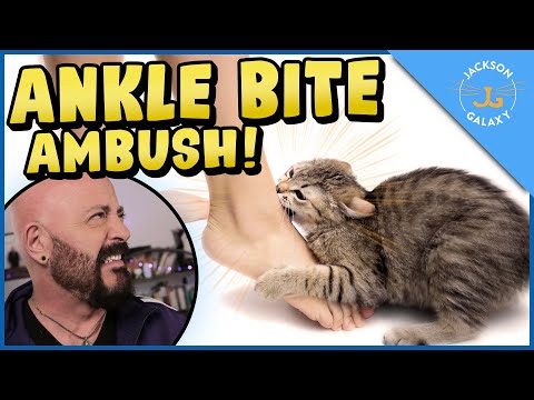 Cats Who Bite: Why Do Cats Bite & What You Can Do - YouTube