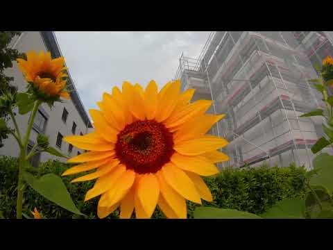 Cossonay in 4K | 2019 | GoPro Hero 7 footage #1