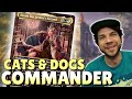 Go WIDE W Cats Dogs In Commander Jinnie Fay Jetmir S Second Deck Tech