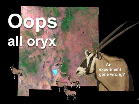 They brought camels and oryx to the Southwest. What could go wrong?