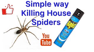 Simple Easy way to KILL HOUSE SPIDERS