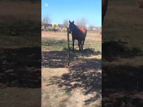 Caballo Marrón Me Mira Fijo En Oncativo, Córdoba 🐴❤️ | Vida De Campo