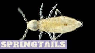 How to spot INSECTS in houseplants | How SPRINGTAILS look like | Springtails in the soil