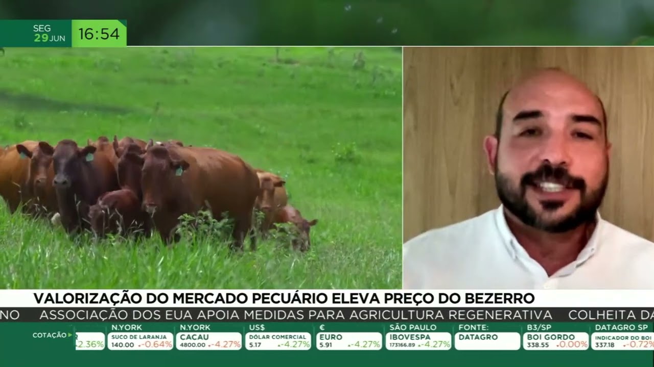 Valorização do mercado pecuário eleva preço do bezerro