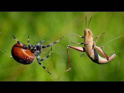 European spiders – Four spot orb weaver (Araneus quadratus)