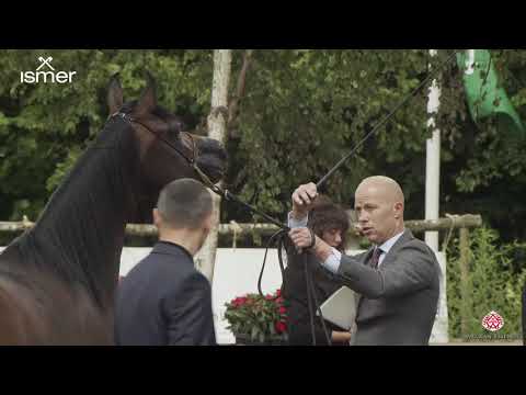 N 62 ETIRA   Strohen 2020 European   7 9 year old mares Class 10