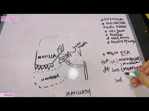 Maxillary Artery Simplified | Best concept | Branches EXPLAINED | Head and Neck Anatomy