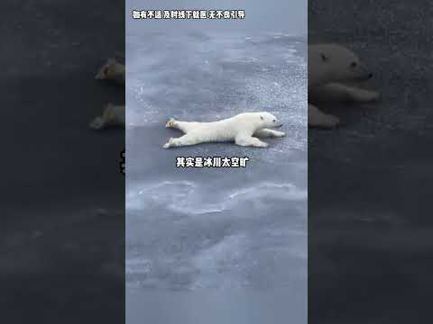 一旦動物超過正常認知的大小 #動物 #大小 #萬萬沒想到