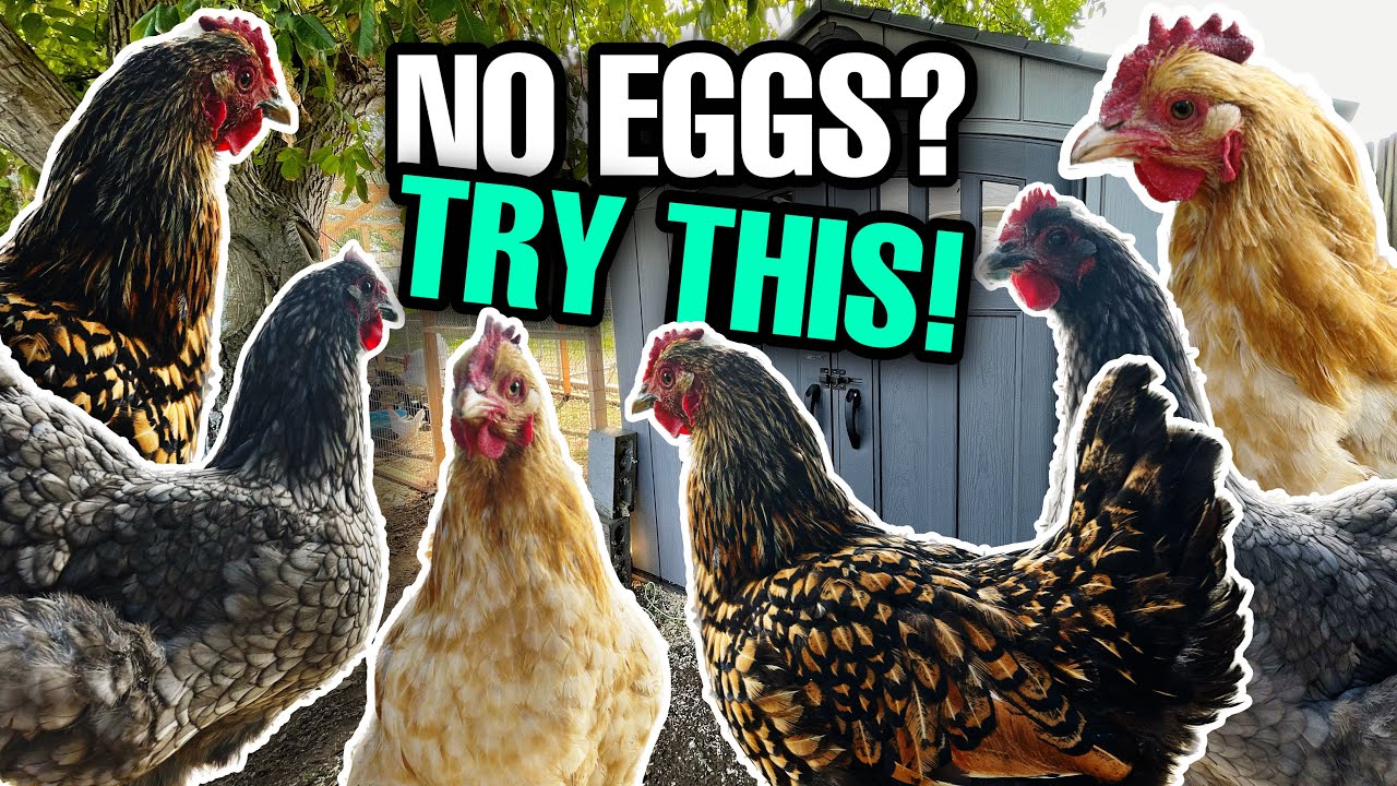 9 Reasons Your Chickens Aren't Laying Eggs | And How To FIX It!