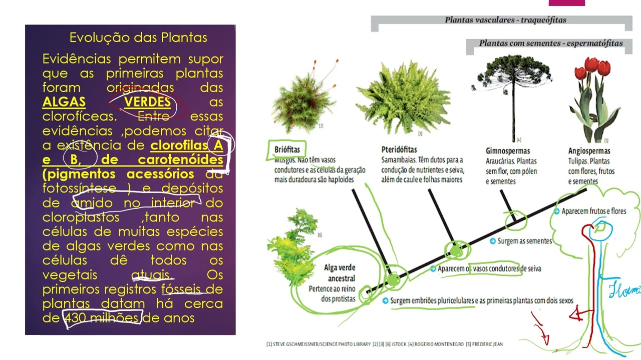 reino plantae introdução e evolução
