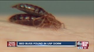 Bed bugs found in USF dorm