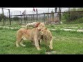 Молодые львы сафари-парка 