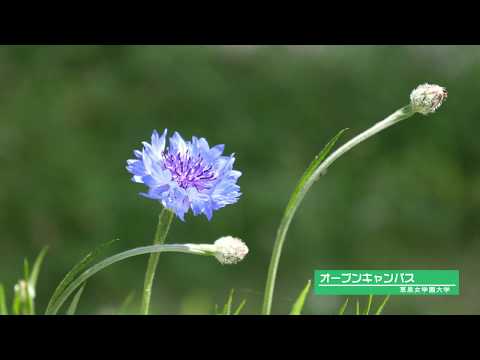 2018年4月28日　オープンキャンパスの様子