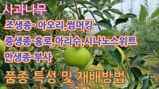 사과나무 품종 특성 및 재배방법/조생종 아오리 썸머킹/중생종 홍로 아리수 사나노스위트/만생종 부사 시나노골드